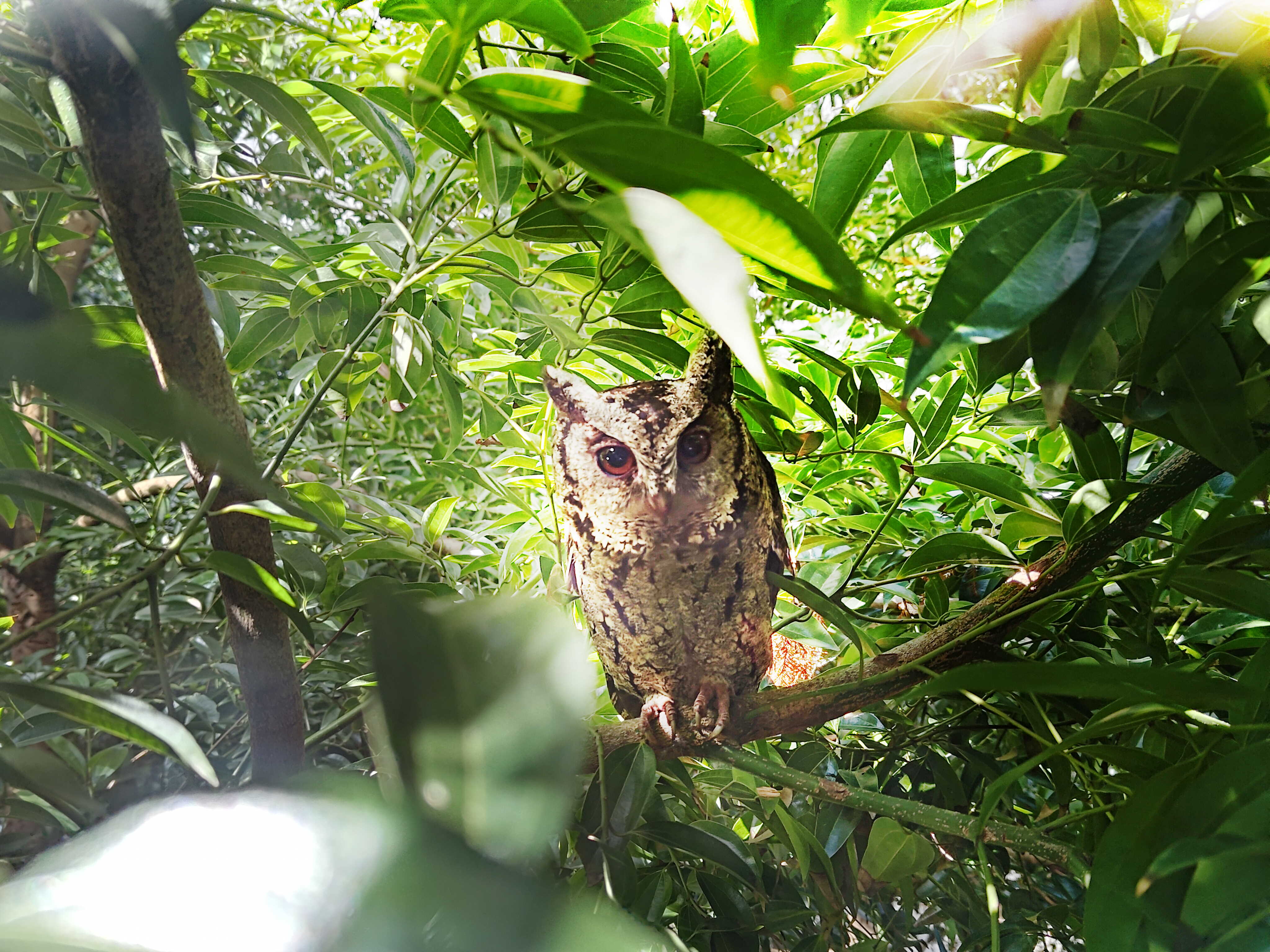 LEYU�پW(w��ng)�����ᳫ����G���16���ԁ�(l��i)��ȫ����S�^(q��)ֲ������f(w��n)�ã���͸��S�^(q��)��ľεȻ���֣��q��ɭ�ֹ��S���ɞ��S������ė�Ϣ��